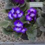 African Violet – 6″ Pot